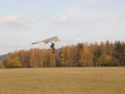 obrázek racka